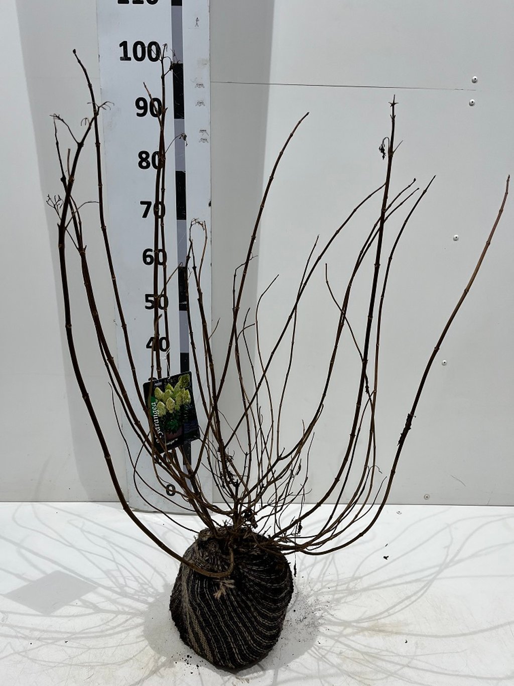 Hydrangea pan. 'Limelight' - 50-70 CM RB